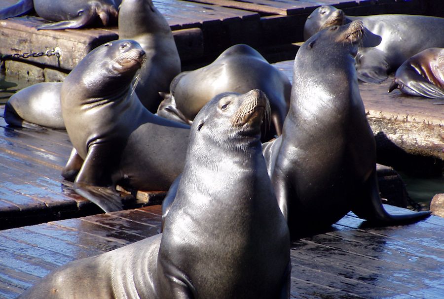 playful seals